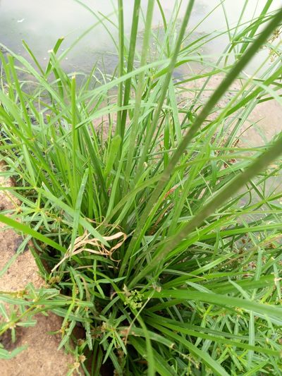 Cyperus pulcher, photographed by Christiaan Viljoen