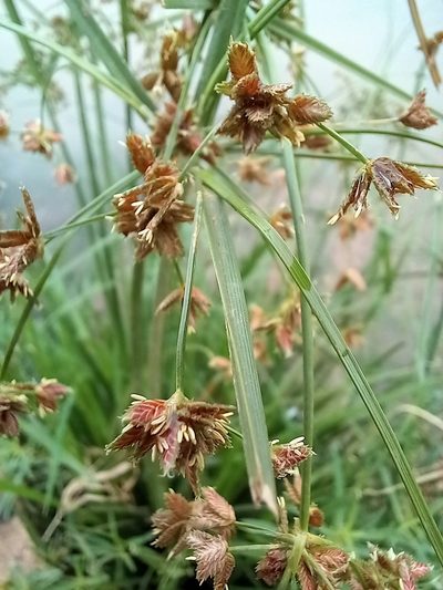 Cyperus pulcher, photographed by Christiaan Viljoen