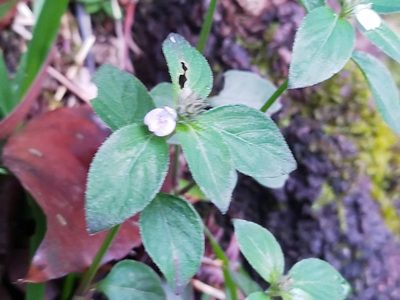 Justicia procumbens, photographed by 劉哲瑋