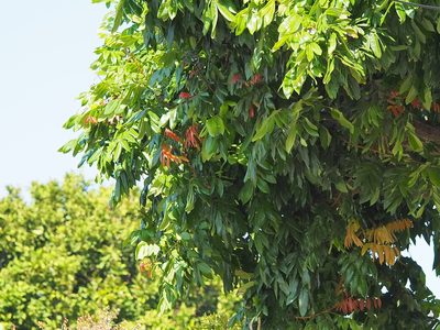 Dimocarpus longan, photographed by 葉子