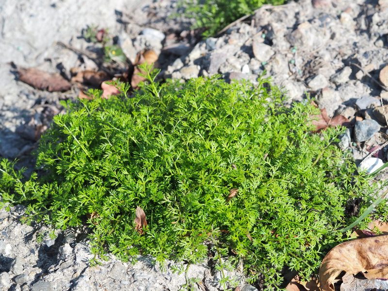 Soliva anthemifolia, photographed by 葉子