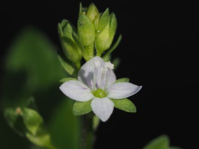 Veronica undulata, photographed by 葉子