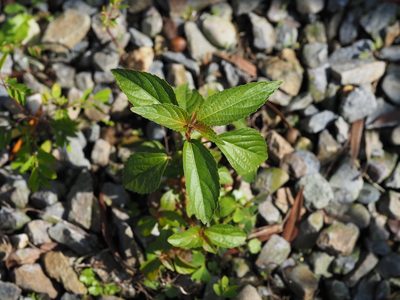 Acalypha australis, photographed by 葉子