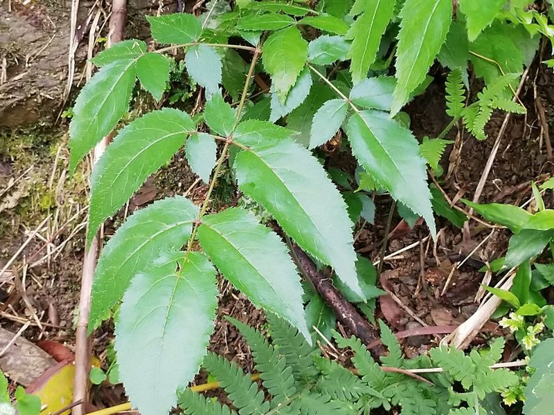 Aralia armata, photographed by 劉哲瑋