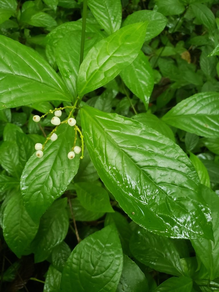 Chloranthus officinalis, photographed by Shaan Aroeste