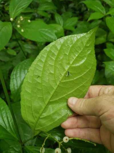 Chloranthus officinalis, photographed by Shaan Aroeste