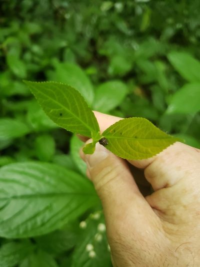 Chloranthus officinalis, photographed by Shaan Aroeste