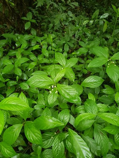 Chloranthus officinalis, photographed by Shaan Aroeste