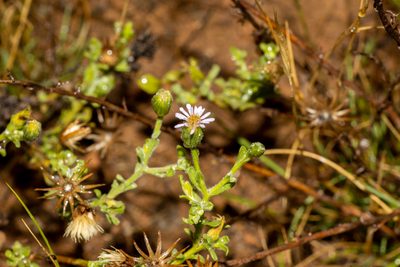 Vittadinia gracilis, photographed by T. Hammer