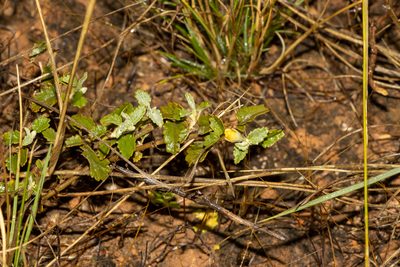 Sida corrugata, photographed by T. Hammer