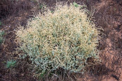 Atriplex stipitata, photographed by T. Hammer