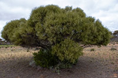 Acacia papyrocarpa, photographed by T. Hammer