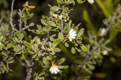Scaevola bursariifolia, photographed by T. Hammer