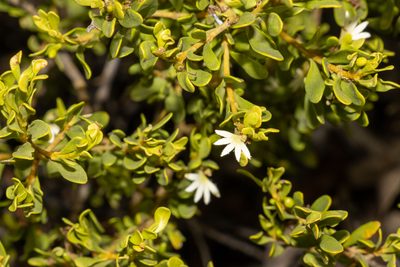 Scaevola bursariifolia, photographed by T. Hammer
