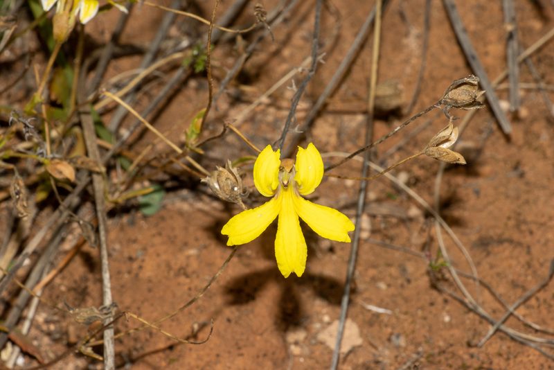 Goodenia arguta, photographed by T. Hammer