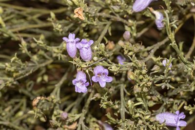 Eremophila scoparia, photographed by T. Hammer