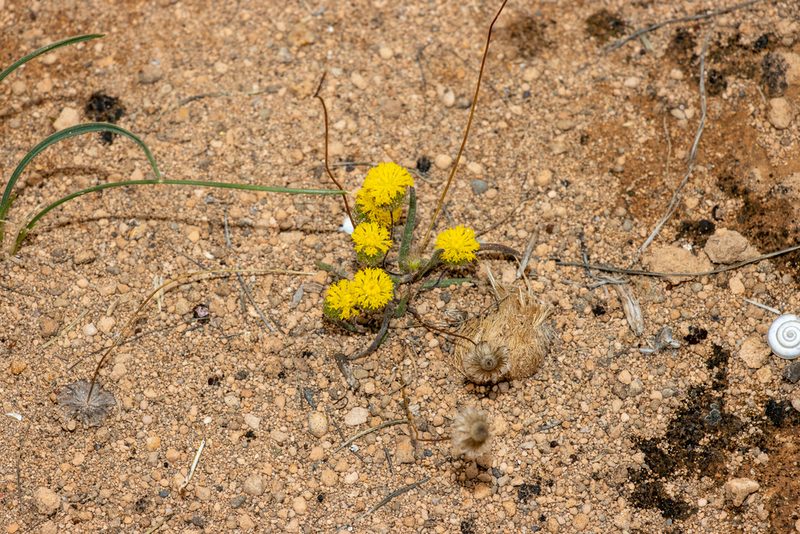 Asteridea athrixioides, photographed by T. Hammer