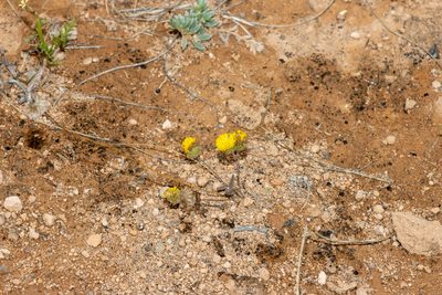 Asteridea athrixioides, photographed by T. Hammer