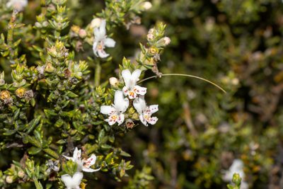 Westringia rigida, photographed by T. Hammer