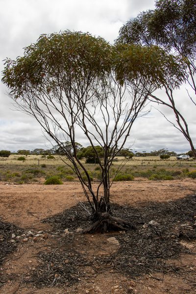Eucalyptus calcareana, photographed by T. Hammer