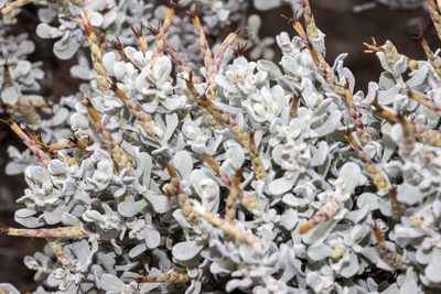 Cratystylis conocephala, photographed by T. Hammer