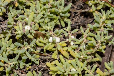 Sclerolaena uniflora, photographed by T. Hammer