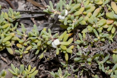 Sclerolaena uniflora, photographed by T. Hammer