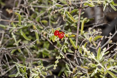 Chenopodium wilsonii, photographed by T. Hammer