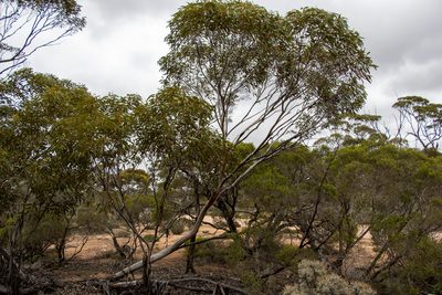 Eucalyptus calcareana, photographed by T. Hammer