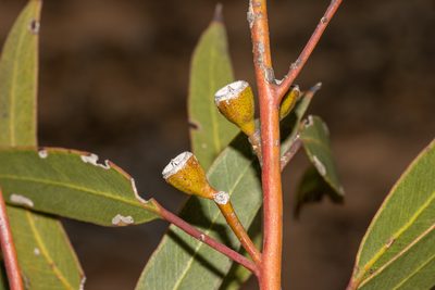Eucalyptus calcareana, photographed by T. Hammer