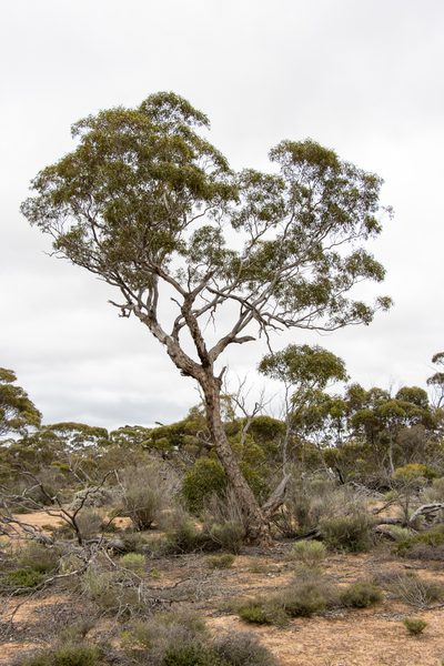 Eucalyptus gracilis, photographed by T. Hammer