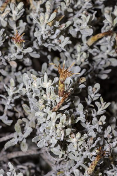 Cratystylis conocephala, photographed by T. Hammer