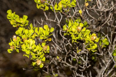 Olearia muelleri, photographed by T. Hammer
