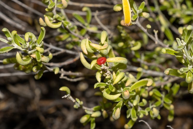 Chenopodium wilsonii, photographed by T. Hammer