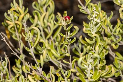 Chenopodium wilsonii, photographed by T. Hammer