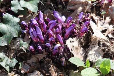 Lathraea clandestina, photographed by Adrien Nouailhane