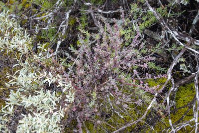 Threlkeldia diffusa, photographed by T. Hammer