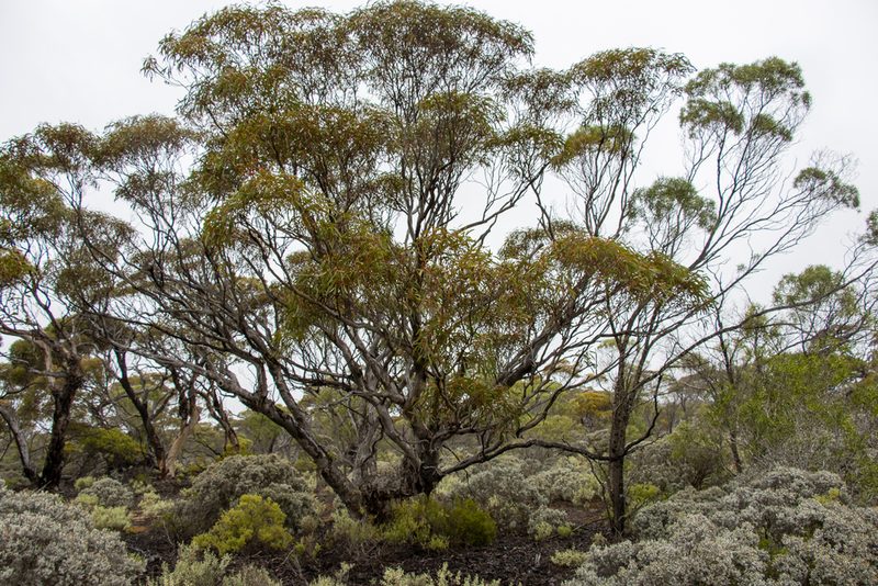 Eucalyptus gracilis, photographed by T. Hammer