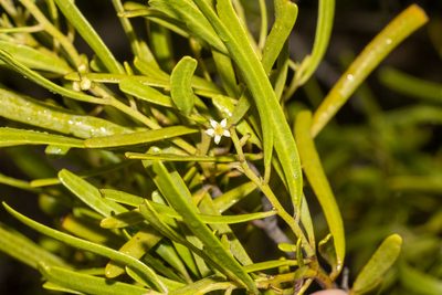 Geijera linearifolia, photographed by T. Hammer