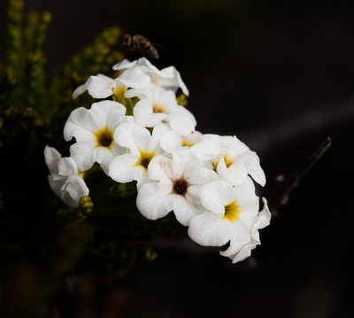 Heliotropium sinuatum, photographed by Nicolás Villaseca Merino