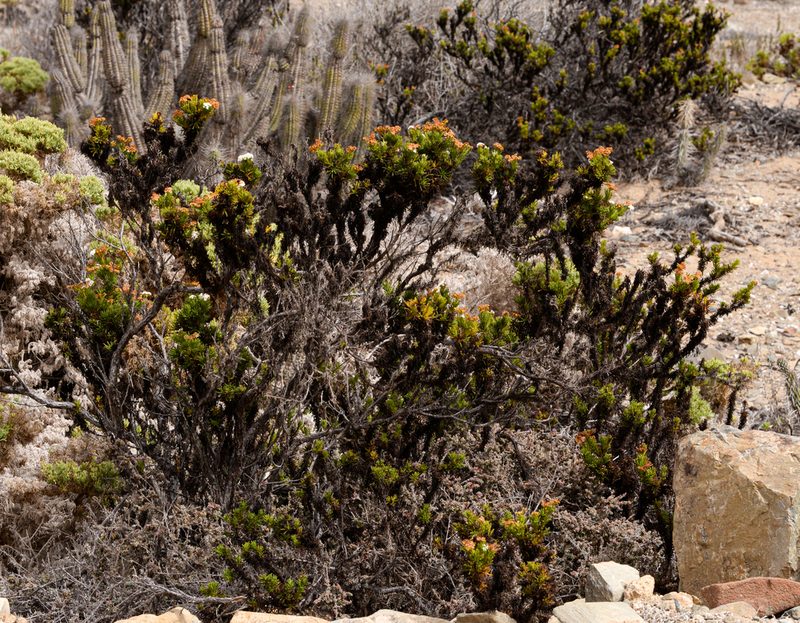 Heliotropium sinuatum, photographed by Nicolás Villaseca Merino