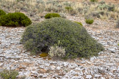 Pomaderris forrestiana, photographed by T. Hammer