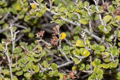 Pomaderris forrestiana, photographed by T. Hammer