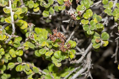 Pomaderris forrestiana, photographed by T. Hammer