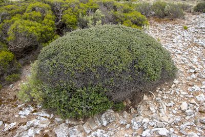 Pomaderris forrestiana, photographed by T. Hammer
