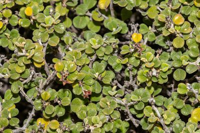 Pomaderris forrestiana, photographed by T. Hammer