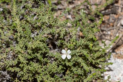 Frankenia sessilis, photographed by T. Hammer