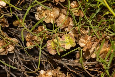 Dodonaea stenozyga, photographed by T. Hammer