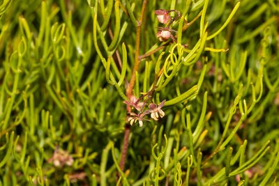 Dodonaea stenozyga, photographed by T. Hammer