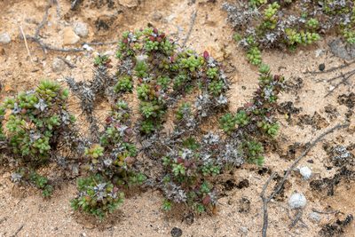 Sclerolaena brevifolia, photographed by T. Hammer